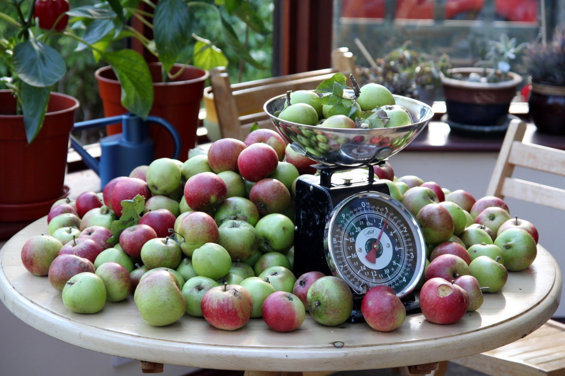 A Tiny Proportion of This Year's Apple Harvest